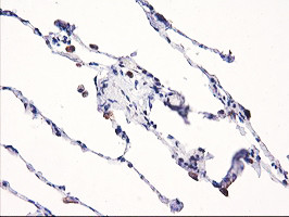 NLN Antibody in Immunohistochemistry (Paraffin) (IHC (P))