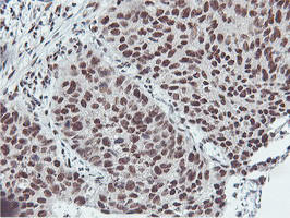 NLN Antibody in Immunohistochemistry (Paraffin) (IHC (P))