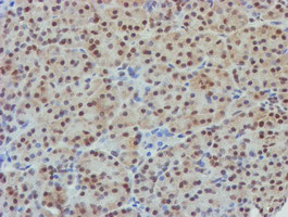 NLN Antibody in Immunohistochemistry (Paraffin) (IHC (P))