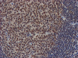 NLN Antibody in Immunohistochemistry (Paraffin) (IHC (P))