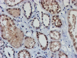 NLN Antibody in Immunohistochemistry (Paraffin) (IHC (P))