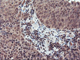 NLN Antibody in Immunohistochemistry (Paraffin) (IHC (P))