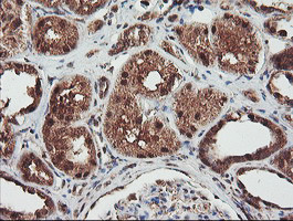 NLN Antibody in Immunohistochemistry (Paraffin) (IHC (P))