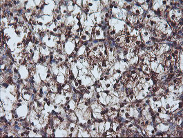 NLN Antibody in Immunohistochemistry (Paraffin) (IHC (P))