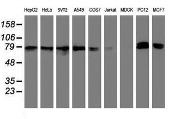 NLN Antibody in Western Blot (WB)