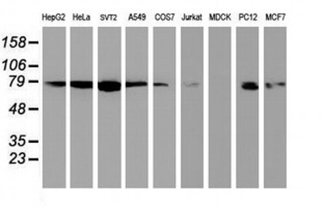 NLN Antibody in Western Blot (WB)