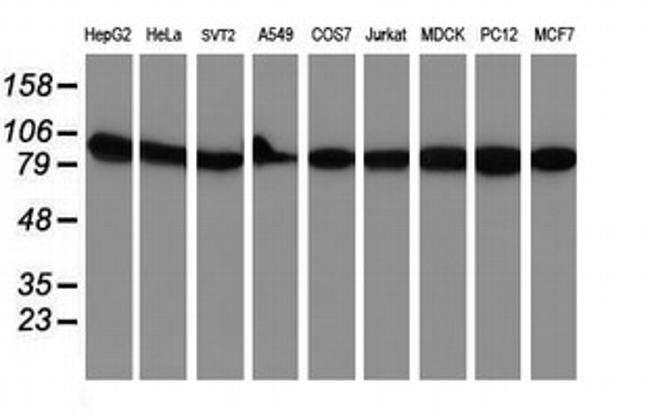 NLN Antibody in Western Blot (WB)