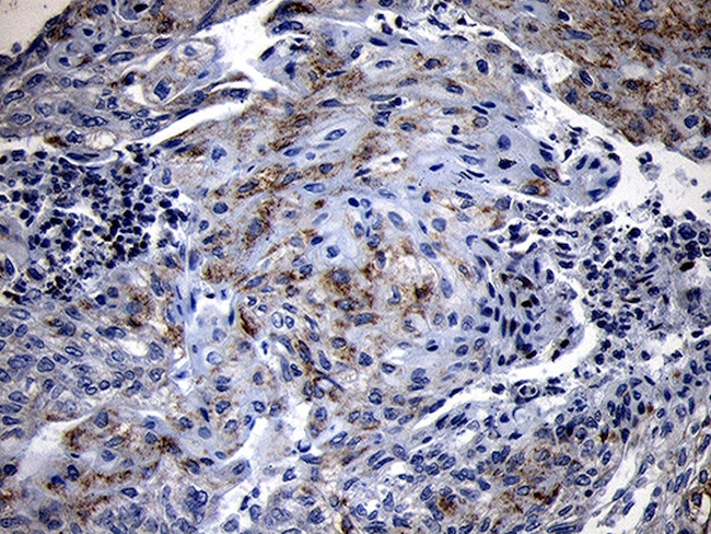 NLRX1 Antibody in Immunohistochemistry (Paraffin) (IHC (P))