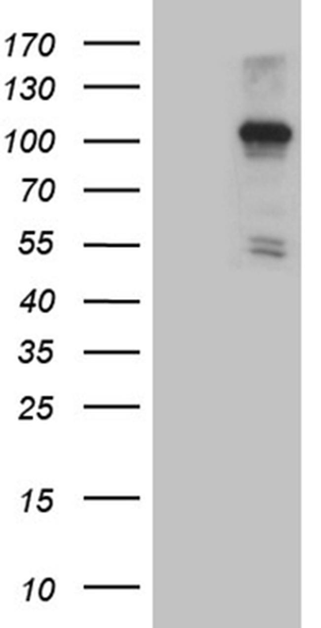 NLRX1 Antibody in Western Blot (WB)