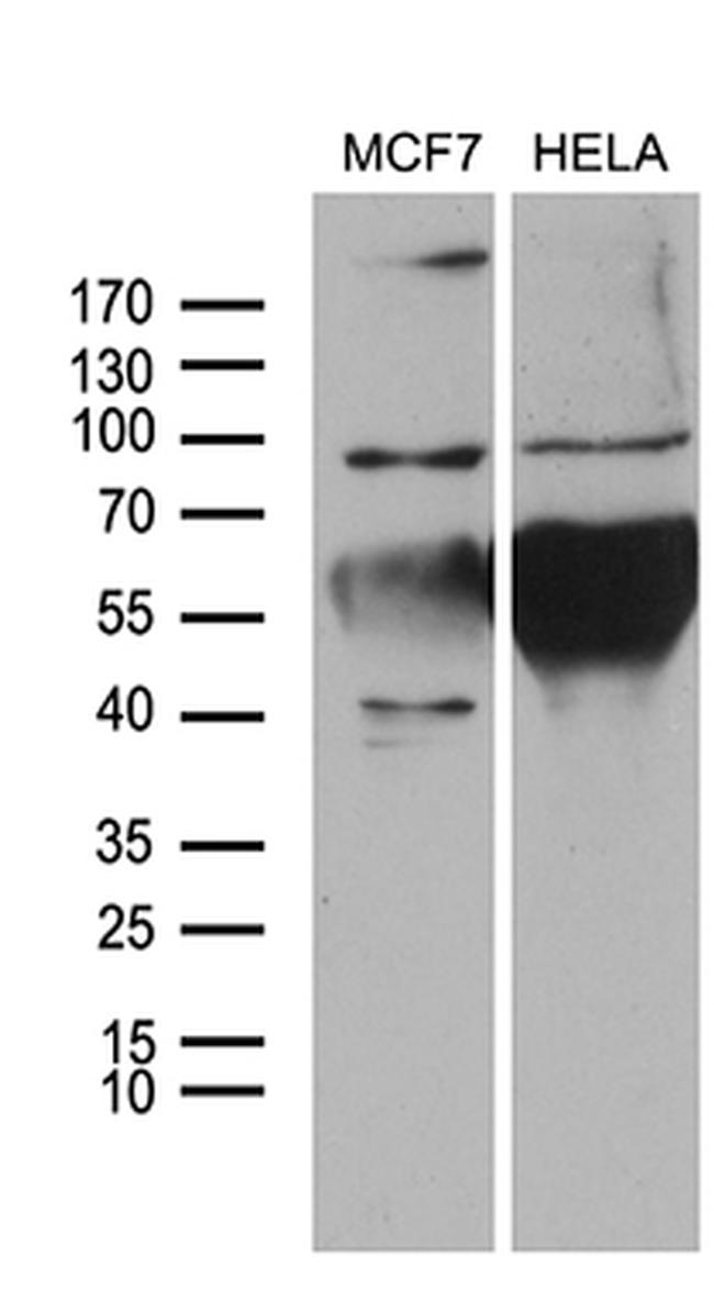 NLRX1 Antibody in Western Blot (WB)