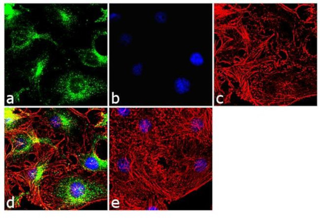 BID Antibody in Immunocytochemistry (ICC/IF)