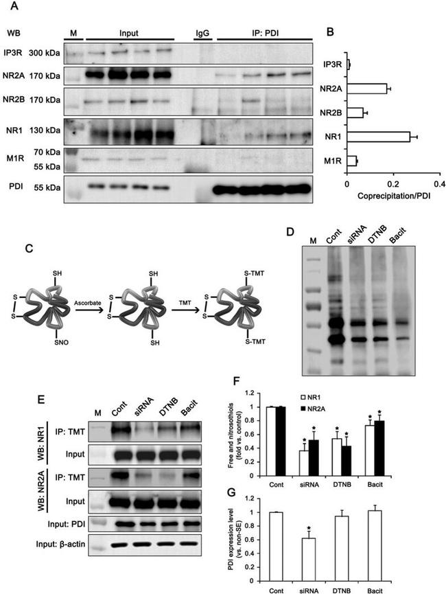 NMDAR2A Antibody in Western Blot (WB)