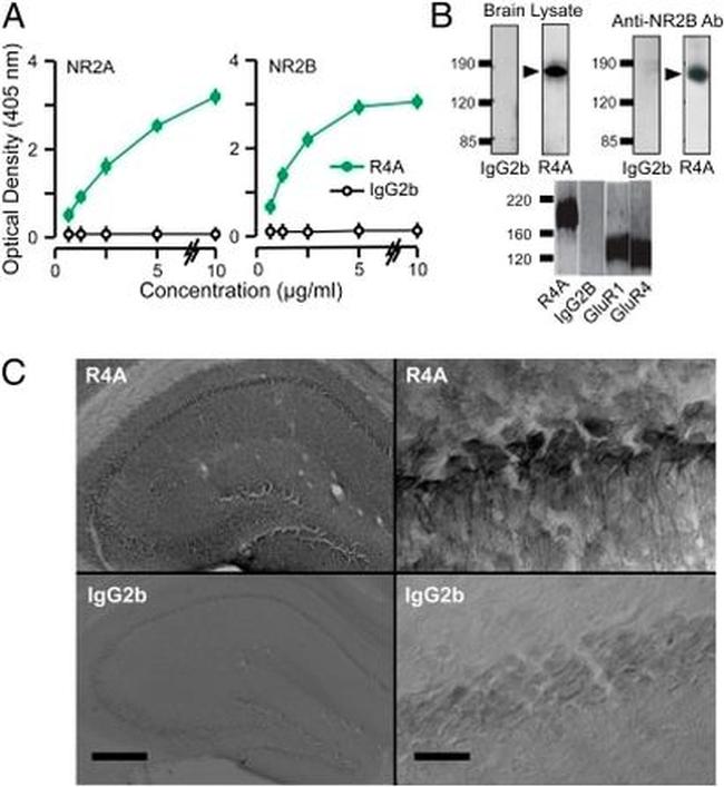 NMDAR2B Antibody in Western Blot (WB)
