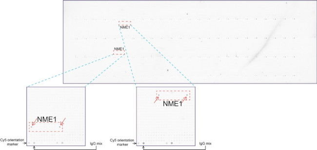 NME1 Antibody in Peptide array (ARRAY)