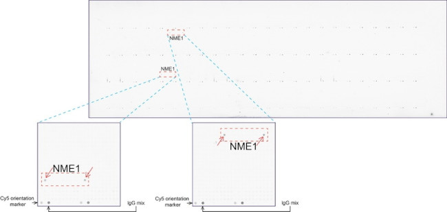 NME1 Antibody in Peptide array (ARRAY)