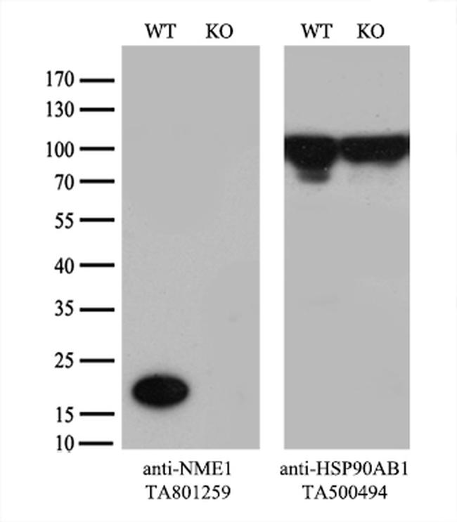 NME1 Antibody in Western Blot (WB)