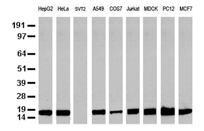 NME1 Antibody in Western Blot (WB)