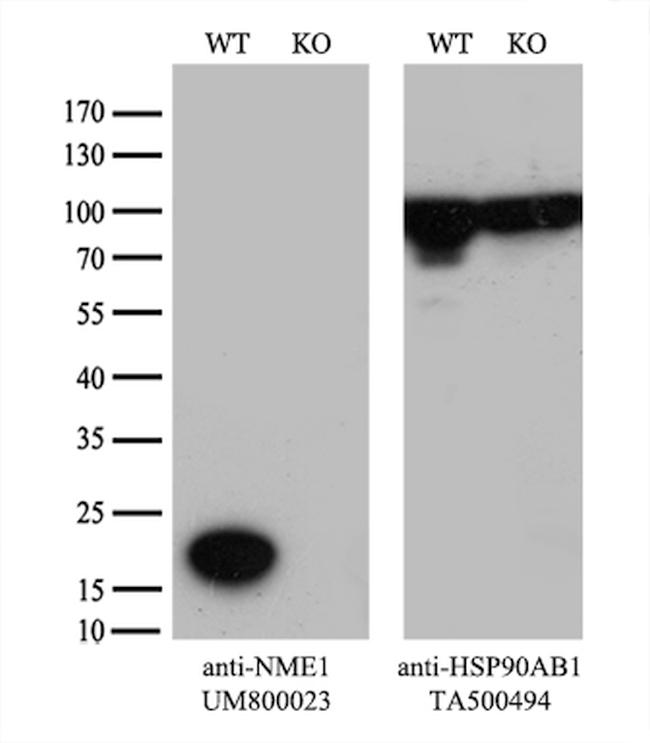 NME1 Antibody in Western Blot (WB)