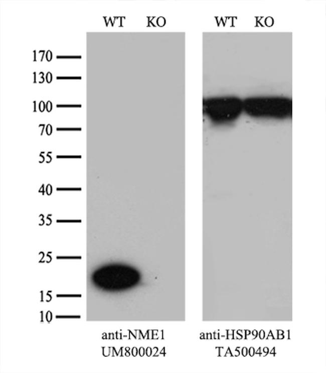 NME1 Antibody in Western Blot (WB)