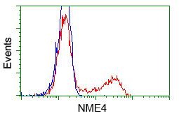 NME4 Antibody in Flow Cytometry (Flow)