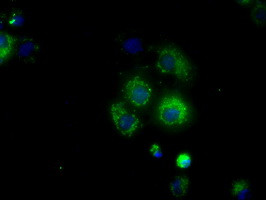 NME4 Antibody in Immunocytochemistry (ICC/IF)