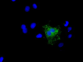 NME4 Antibody in Immunocytochemistry (ICC/IF)