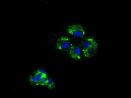 NME4 Antibody in Immunocytochemistry (ICC/IF)