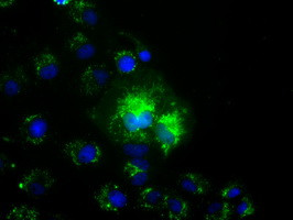 NME4 Antibody in Immunocytochemistry (ICC/IF)