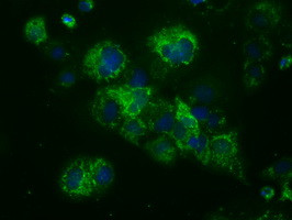 NME4 Antibody in Immunocytochemistry (ICC/IF)