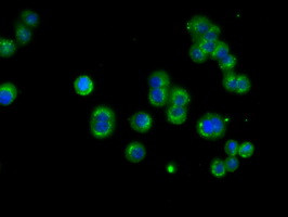 NME4 Antibody in Immunocytochemistry (ICC/IF)