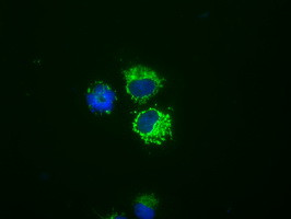 NME4 Antibody in Immunocytochemistry (ICC/IF)