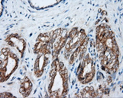 NME4 Antibody in Immunohistochemistry (Paraffin) (IHC (P))