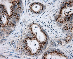 NME4 Antibody in Immunohistochemistry (Paraffin) (IHC (P))