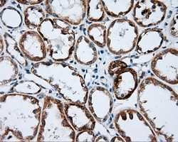 NME4 Antibody in Immunohistochemistry (Paraffin) (IHC (P))