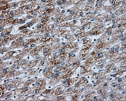 NME4 Antibody in Immunohistochemistry (Paraffin) (IHC (P))