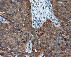 NME4 Antibody in Immunohistochemistry (Paraffin) (IHC (P))