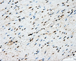 NME4 Antibody in Immunohistochemistry (Paraffin) (IHC (P))