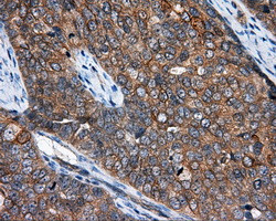 NME4 Antibody in Immunohistochemistry (Paraffin) (IHC (P))