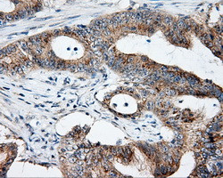 NME4 Antibody in Immunohistochemistry (Paraffin) (IHC (P))