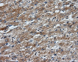 NME4 Antibody in Immunohistochemistry (Paraffin) (IHC (P))