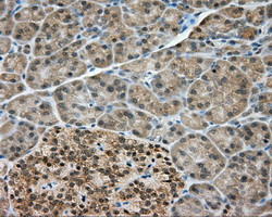 NME4 Antibody in Immunohistochemistry (Paraffin) (IHC (P))