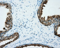 NME4 Antibody in Immunohistochemistry (Paraffin) (IHC (P))