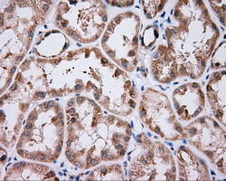 NME4 Antibody in Immunohistochemistry (Paraffin) (IHC (P))