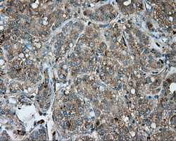 NME4 Antibody in Immunohistochemistry (Paraffin) (IHC (P))