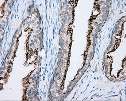 NME4 Antibody in Immunohistochemistry (Paraffin) (IHC (P))