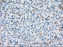 NME4 Antibody in Immunohistochemistry (Paraffin) (IHC (P))