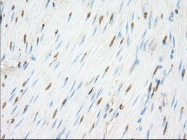 NME4 Antibody in Immunohistochemistry (Paraffin) (IHC (P))