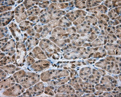 NME4 Antibody in Immunohistochemistry (Paraffin) (IHC (P))