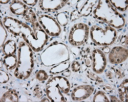 NME4 Antibody in Immunohistochemistry (Paraffin) (IHC (P))