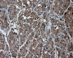 NME4 Antibody in Immunohistochemistry (Paraffin) (IHC (P))